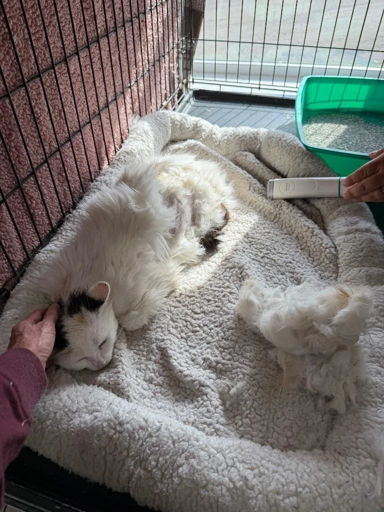 An adult large-sized female Domestic Long Hair cat named Wyoming for adoption in Glenfield, NY