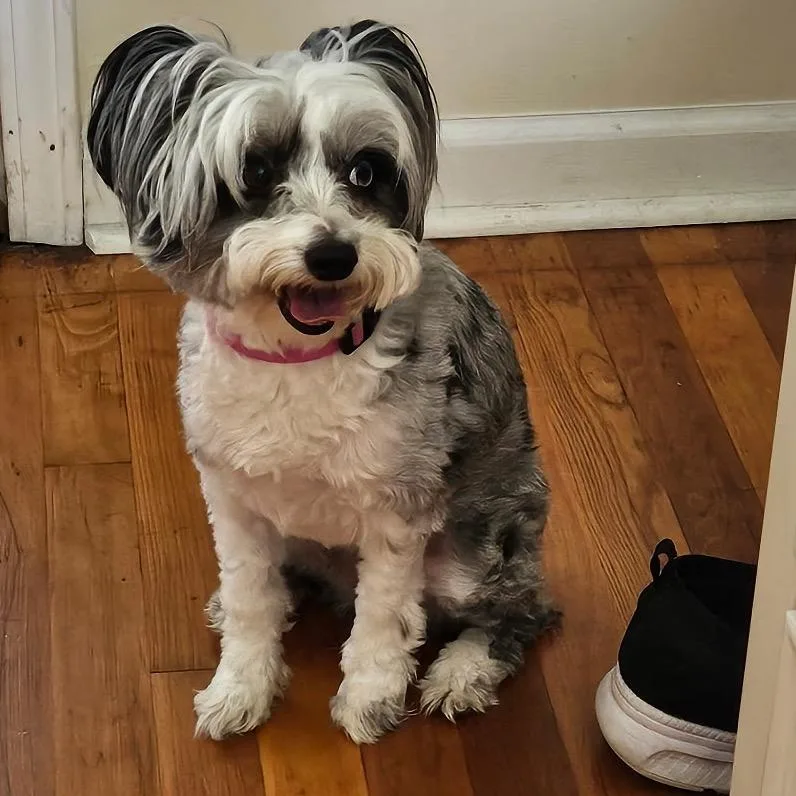 An adult small-sized female Gray / Blue / Silver Standard Schnauzer dog named Orie for adoption in Lancaster, OH
