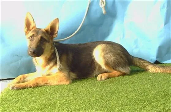 A young small-sized male German Shepherd Dog dog named Chibolon for adoption in Gardena, CA