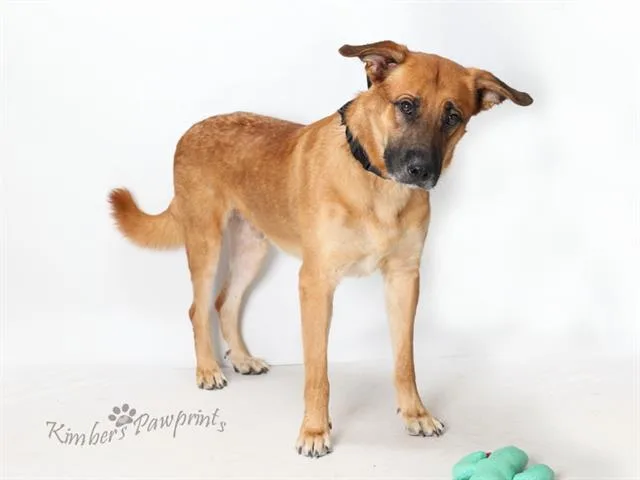 A young large-sized male Black Mouth Cur dog named Boxcar for adoption in Omaha, NE
