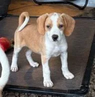 An adult medium-sized female Mixed Breed dog named Sandi for adoption in West Chester, PA