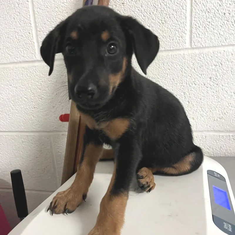 A baby medium-sized female Black Shepherd dog named Calliope for adoption in Edinburg, TX