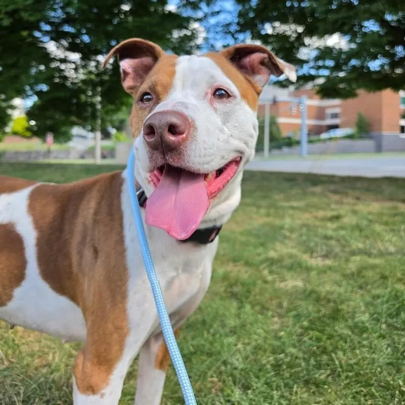 An adult medium-sized female Pit Bull Terrier dog named Pearl for adoption in Roanoke, VA