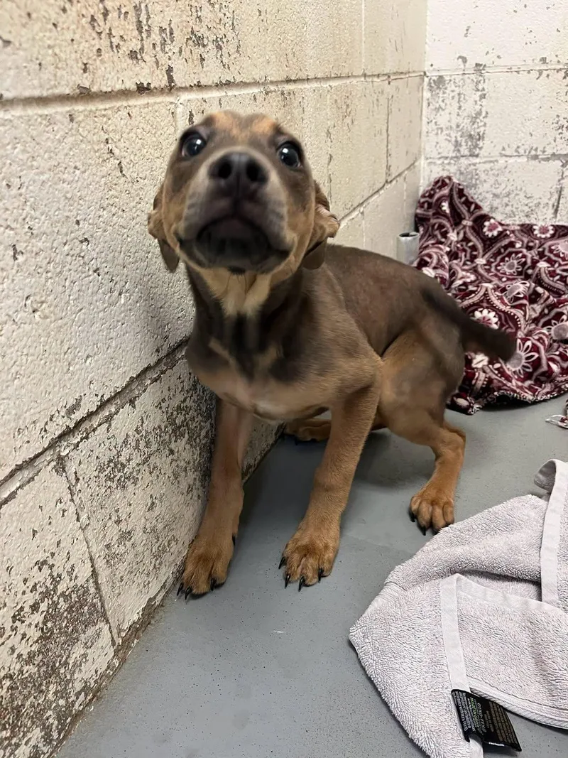 A young medium-sized male Labrador Retriever dog named Gator for adoption in Rowlett, TX