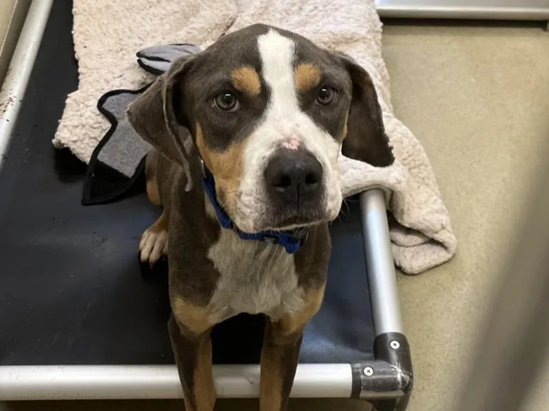 An adult medium-sized female Pit Bull Terrier dog named Pixie Stix for adoption in Chapel Hill, NC