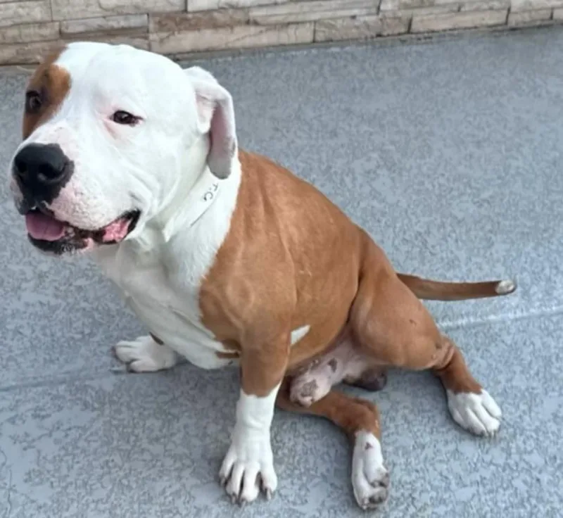 An adult large-sized male Pit Bull Terrier dog named Harvey for adoption in Scottsdale, AZ