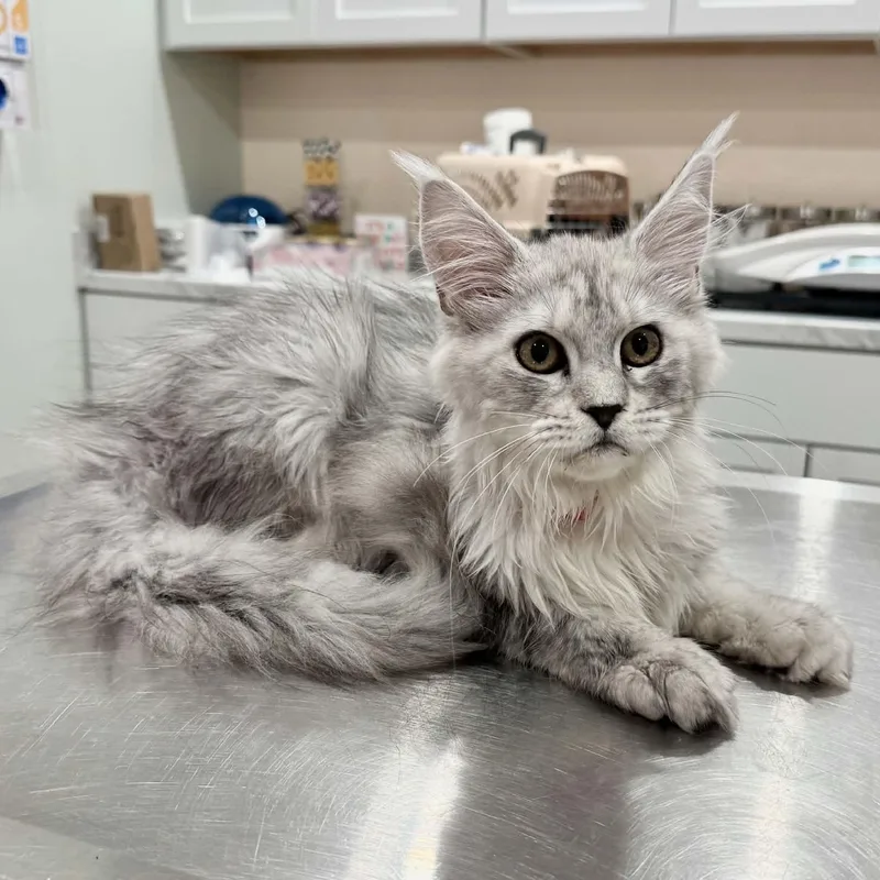 A baby large-sized male Gray & White Maine Coon cat named Emmett for adoption in Manchester, MD
