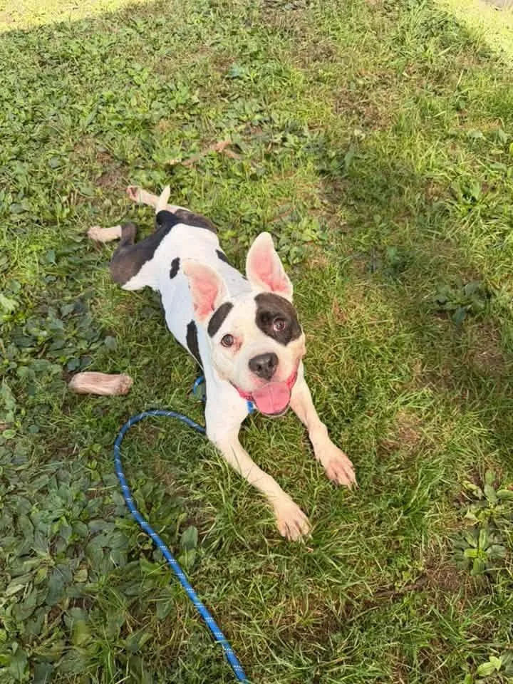 An adult medium-sized female White / Cream Pit Bull Terrier dog named Zaydee for adoption in Chicago, IL