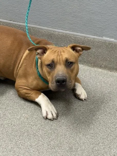 A young medium-sized male Pit Bull Terrier dog named Gloop for adoption in Las Vegas, NV