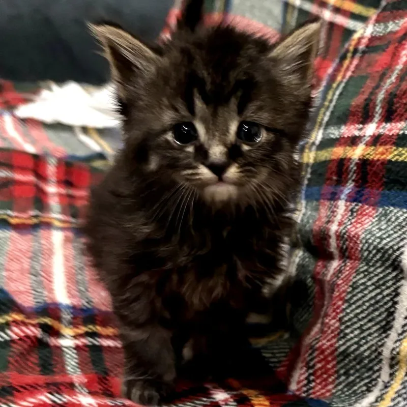 A baby small-sized female Brown / Chocolate Domestic Long Hair cat named Brooklyn for adoption in Long Beach, CA