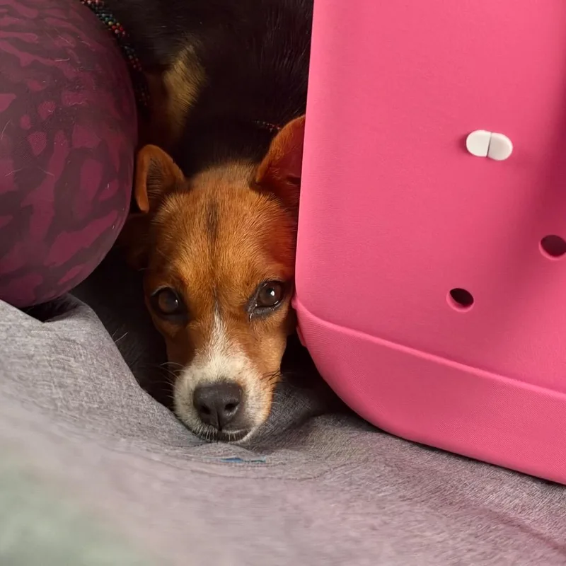 An adult small-sized female Brown / Chocolate Beagle dog named Nutmeg for adoption in Bessemer, AL