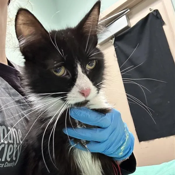 An adult medium-sized female Black Domestic Short Hair cat named Sezzle for adoption in Tacoma, WA
