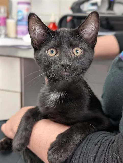 A baby small-sized male Domestic Short Hair cat named Jack for adoption in Canfield, OH