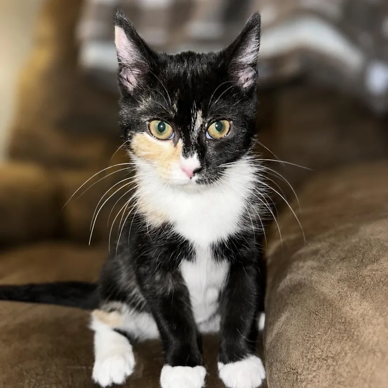 A baby small-sized female Calico Domestic Short Hair cat named Reese for adoption in Roanoke, VA