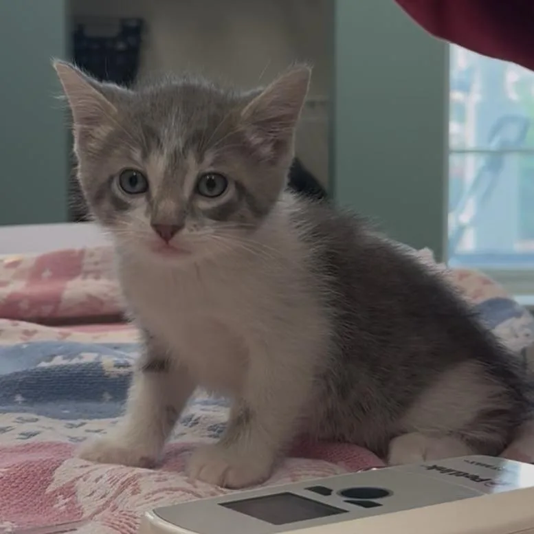 A baby small-sized male Gray / Blue / Silver Domestic Short Hair cat named Peeta for adoption in Saint Charles, MO