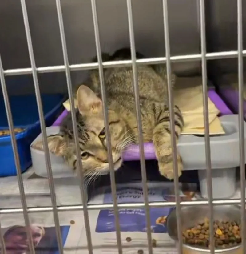 An adult medium-sized male Domestic Short Hair cat named Curtis for adoption in Sorrento, LA
