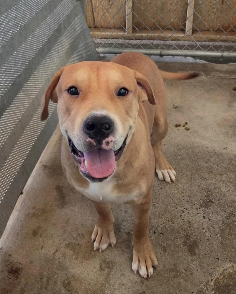 An adult large-sized male Pit Bull Terrier dog named Waddles for adoption in El Centro, CA