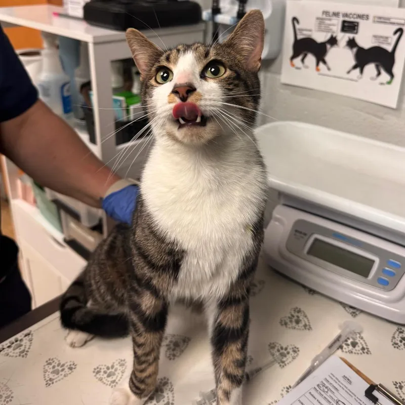 An adult medium-sized male Brown / Chocolate Domestic Short Hair cat named Toby for adoption in Birdsboro, PA