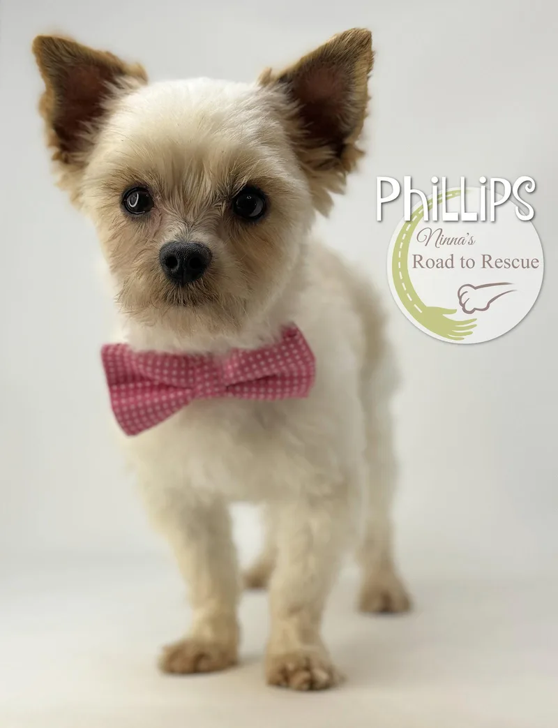Phillips thumbnail 2