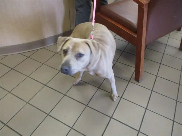 An adult medium-sized female Labrador Retriever dog named Ruby for adoption in Ocala, FL