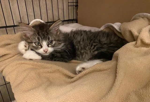 A baby small-sized male Domestic Long Hair cat named Slade for adoption in Duxbury, MA