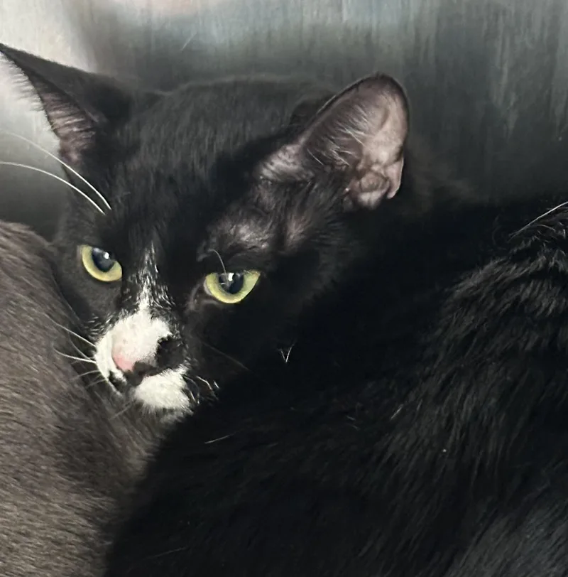 A young large-sized male Domestic Short Hair cat named Socks for adoption in San Pedro, CA