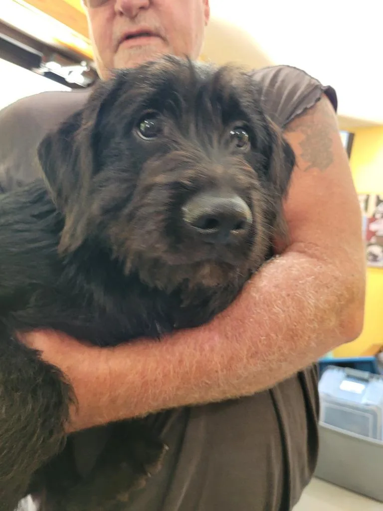 A baby large-sized male Mountain Cur dog named Dennis for adoption in Lawrenceburg, TN