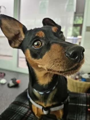 An adult small-sized male Miniature Pinscher dog named Bandit for adoption in Scotia, NY