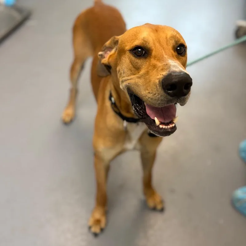 An adult large-sized male Yellow / Tan / Blond / Fawn Mixed Breed dog named Scooby Doo for adoption in Sarasota, FL