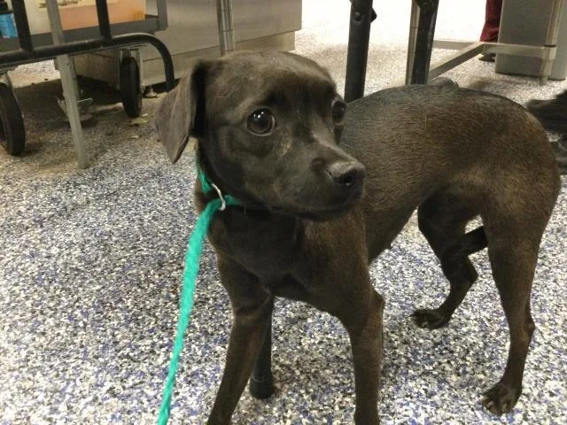 A young small-sized female Chihuahua dog named Janie for adoption in Riverside, CA