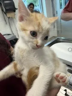 A young small-sized male Domestic Short Hair cat named Eric for adoption in Haw River, NC
