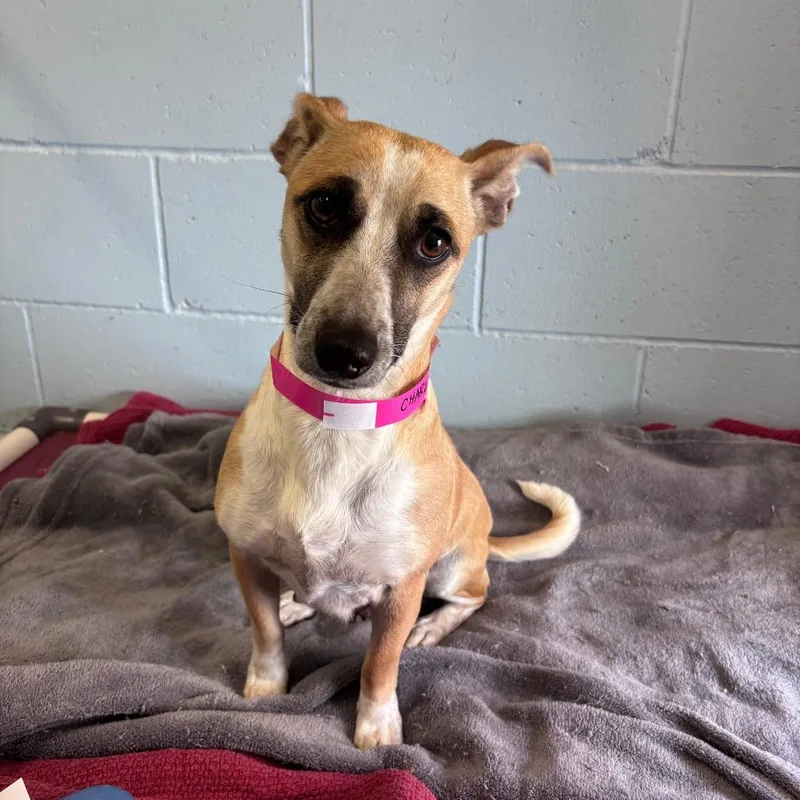 Charlotte thumbnail 2