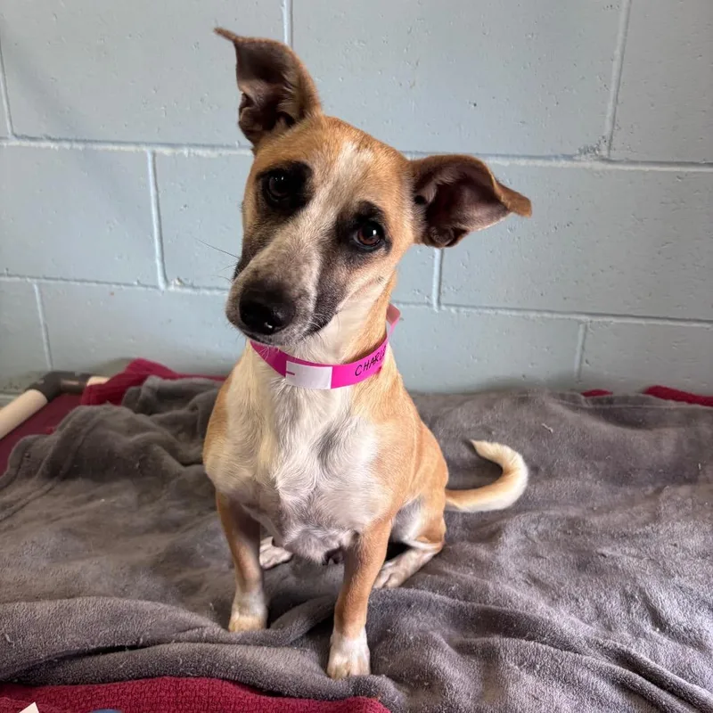 Charlotte thumbnail 3