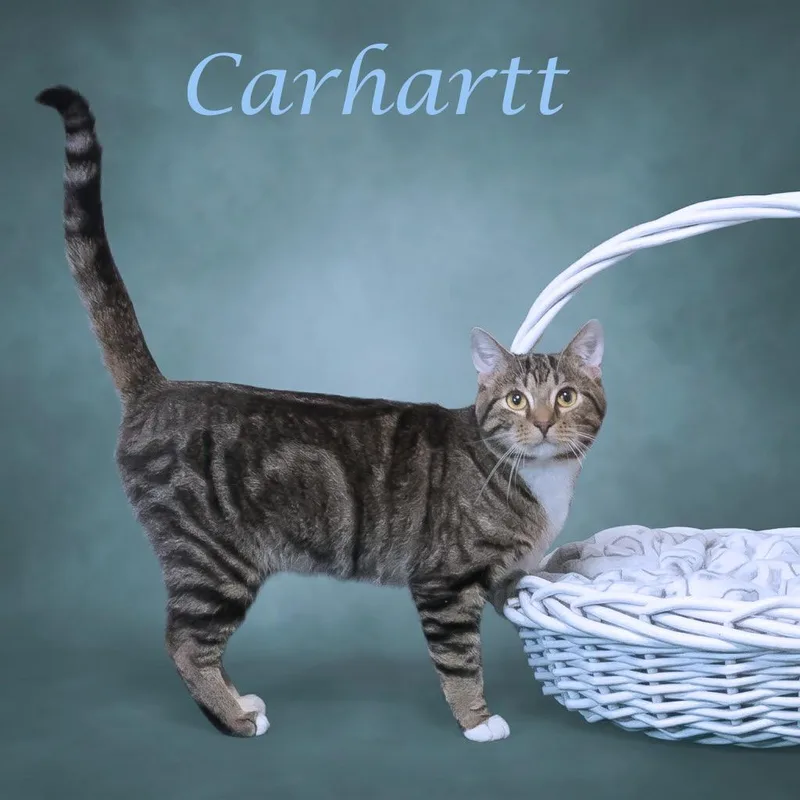 A young medium-sized male Brown / Chocolate Domestic Short Hair cat named Carhartt C for adoption in Lebanon, TN