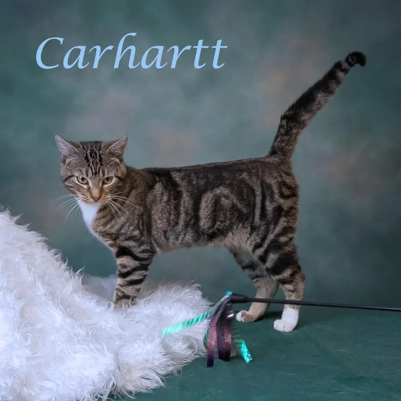 Carhartt C thumbnail 2