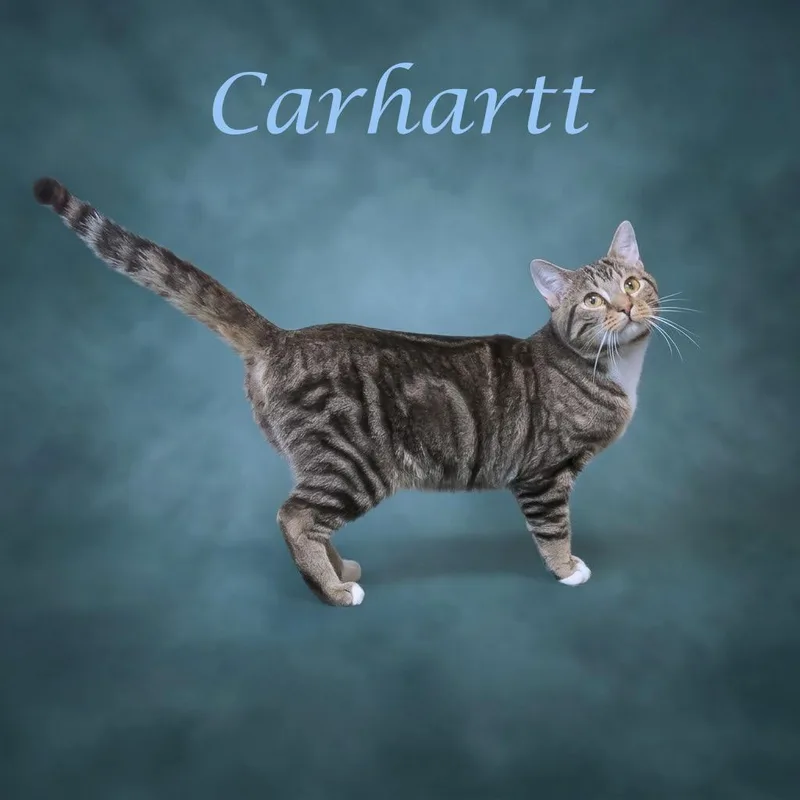 Carhartt C thumbnail 3