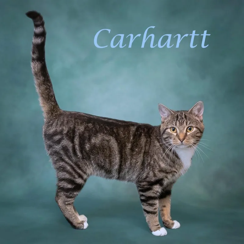 Carhartt C thumbnail 4