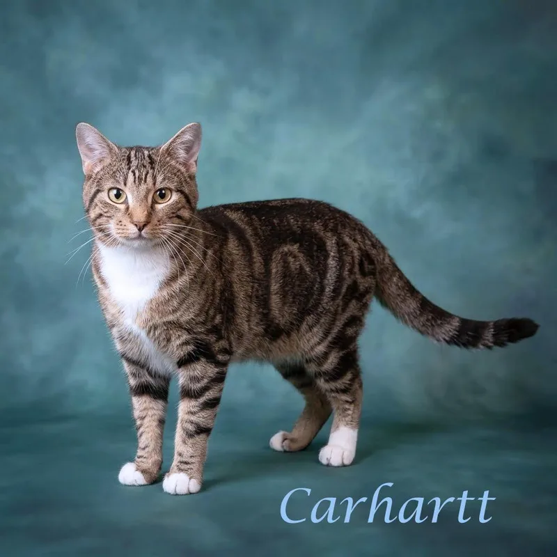 Carhartt C thumbnail 5