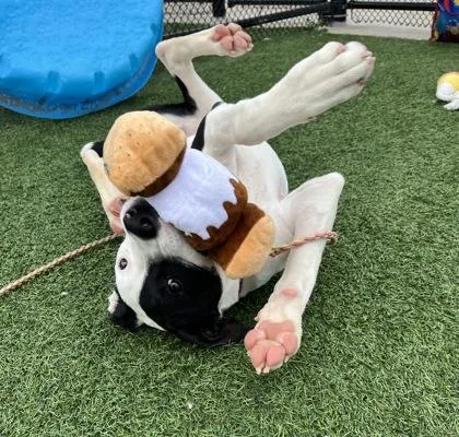 An adult large-sized male White / Cream Pit Bull Terrier dog named Amigo for adoption in Kansas City, MO