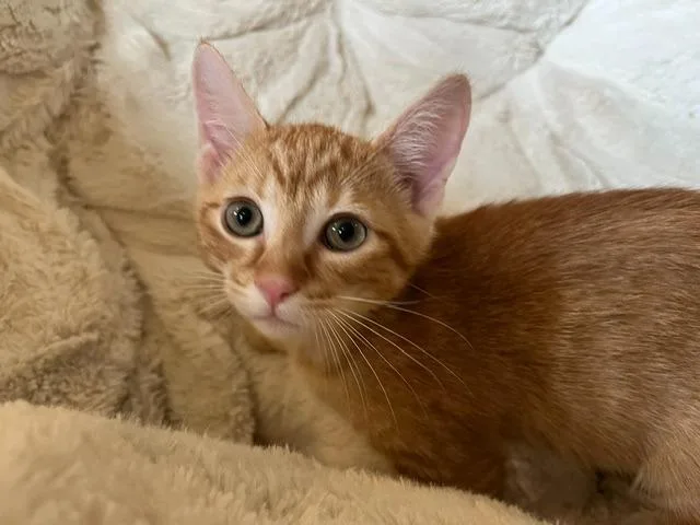 A baby small-sized male Domestic Short Hair cat named Hephaestus for adoption in Magnolia, TX