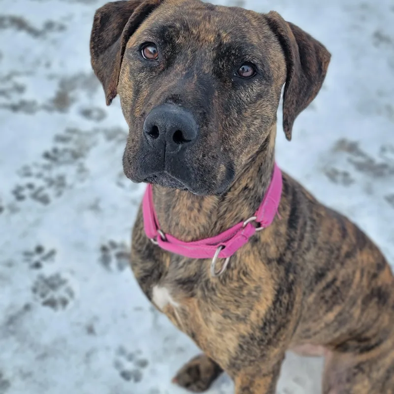 Athena