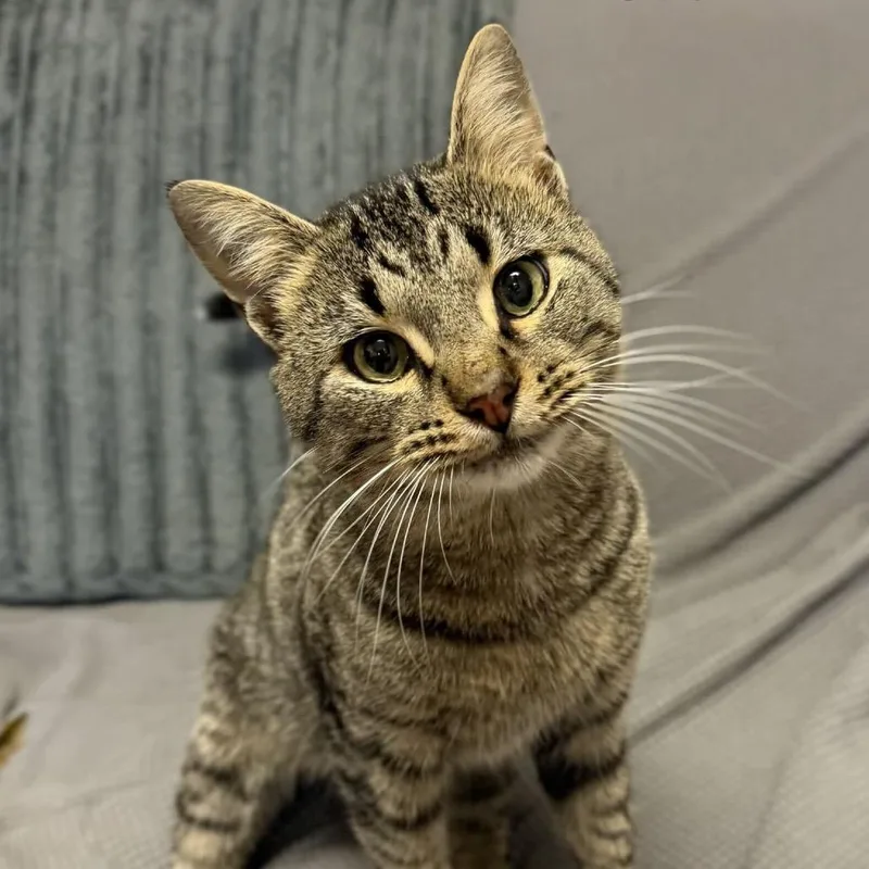 A young medium-sized male Brown / Chocolate Domestic Short Hair cat named Biscoff for adoption in Buffalo, MN