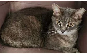 An adult medium-sized female Domestic Short Hair cat named Dusty for adoption in Fairfax, VA
