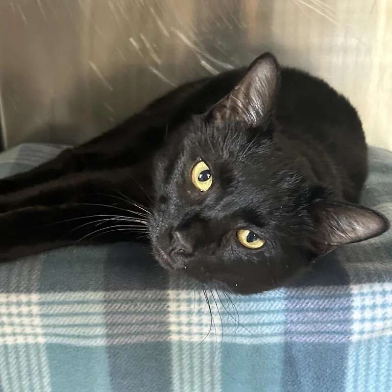 An adult large-sized male Black Domestic Short Hair cat named Hunter for adoption in Charlottesville, VA