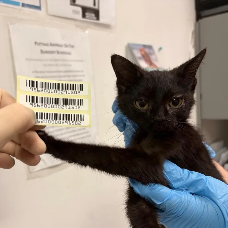 A baby small-sized male Black Domestic Short Hair cat named Booger for adoption in Charleston, WV
