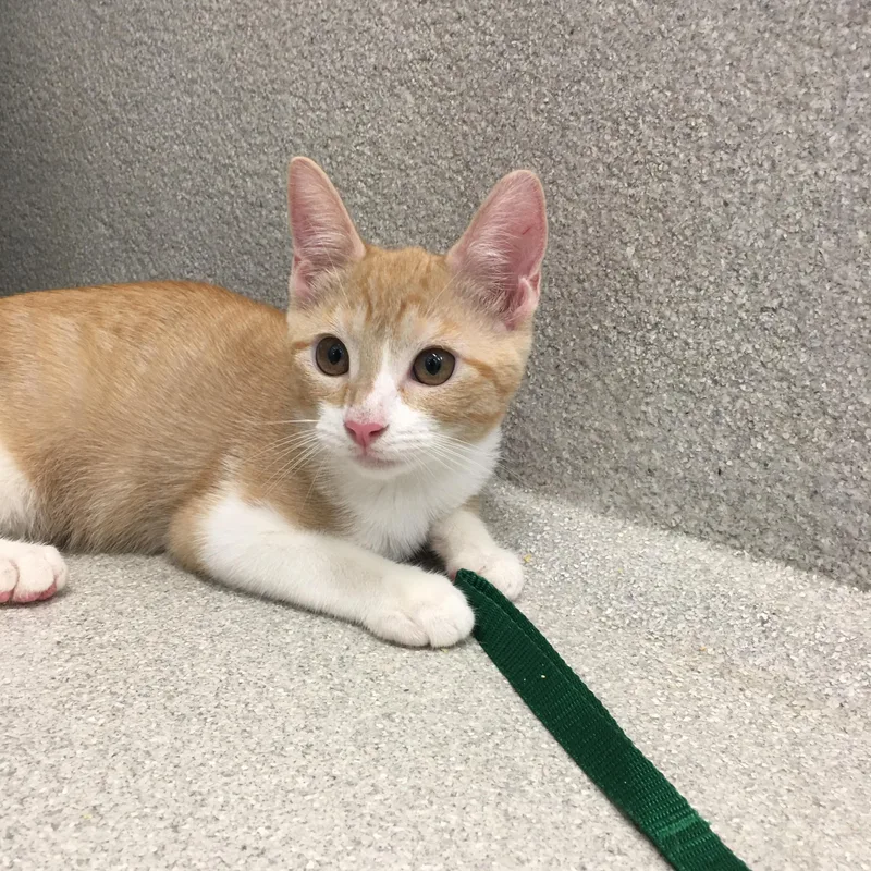 A baby small-sized female Orange & White Domestic Short Hair cat named Apple Jacks for adoption in Greenville, TX