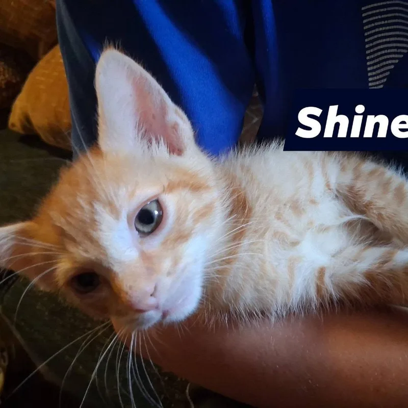 A baby small-sized male Domestic Short Hair cat named Shine for adoption in New Tazewell, TN