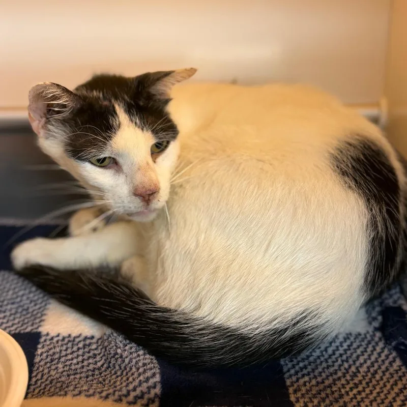 A senior medium-sized male Black Domestic Short Hair cat named Mantis for adoption in Pauls Valley, OK