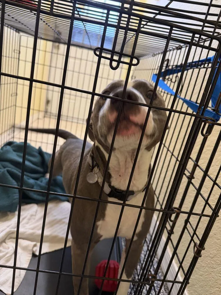 An adult medium-sized male American Bulldog dog named Astro for adoption in Lakeland, FL