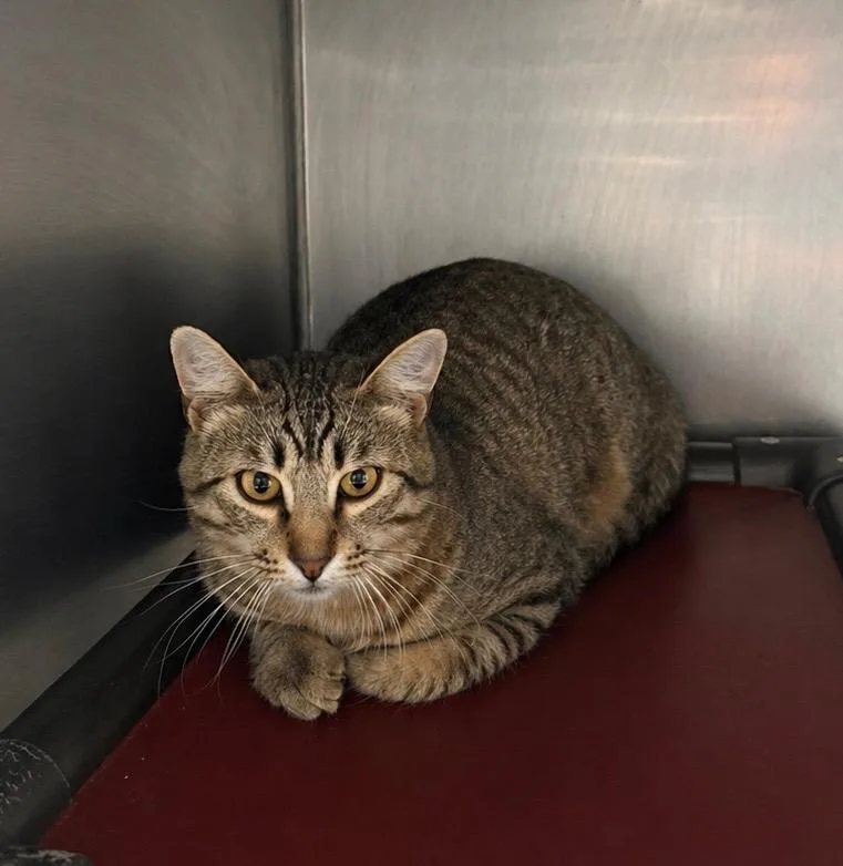 A baby medium-sized male Domestic Short Hair cat named Nolen for adoption in Fort Lupton, CO